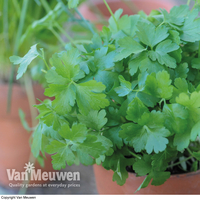 Parsley 