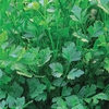 Parsley 