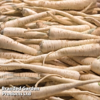 Parsnip 