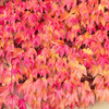 Parthenocissus quinquefolia