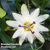 Passiflora caerulea 