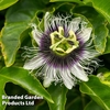 Passiflora edulis 
