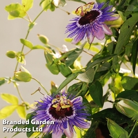 Passiflora 