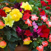 Patio Mix Pre&45;planted Pot - 1 pre-planted patio pot