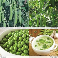 Pea 