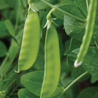 Pea 