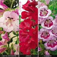 Penstemon Britannia Collection - 9 plug plants - 3 of each variety