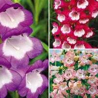 Penstemon Collection - 15 plug plants - 5 of each variety