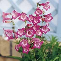 Penstemon 