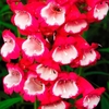 Penstemon 
