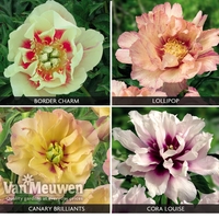 Peony Itoh Collection