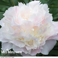 Peony 