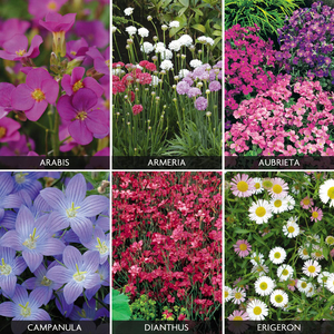 Perennials 