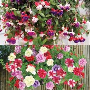 Petunia & Fuchsia Trailing Collection - 20 plug plants - 2 of each variety