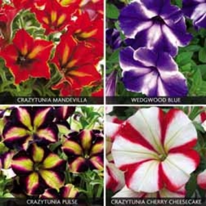 Petunia 