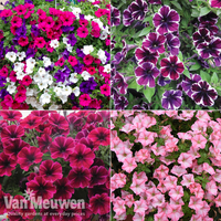 Petunia Lucky Dip