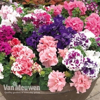 Petunia 