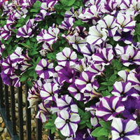 Petunia 