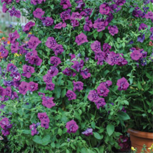 Petunia 