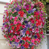 Petunia Surfinia® Collection
