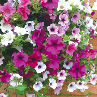 Petunia 