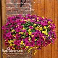Petunia Surfinia Purple & Bidens Pre-Planted Basket