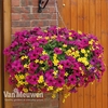 Petunia Surfinia Purple & Bidens Pre-Planted Basket