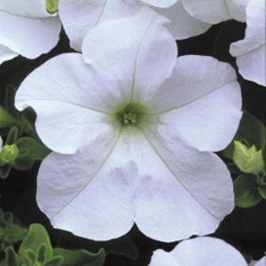 Petunia 
