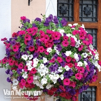 Petunia 