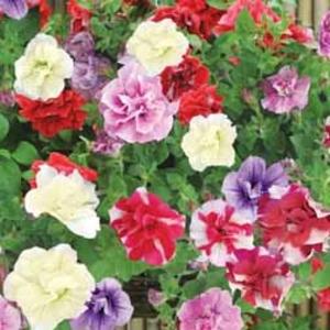 Petunia (Trailing) Trade Bedding Pack - 100 petunia plug plants