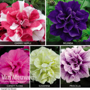Petunia 