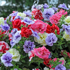 Petunia 