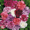 Petunia x hybrida 