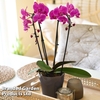 Phalaenopsis 