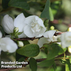 Philadelphus 