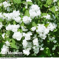 Philadelphus 
