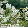 Philadelphus 