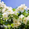 Philadelphus 