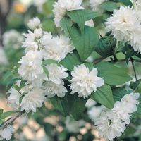 Philadelphus 