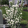 Philadelphus 