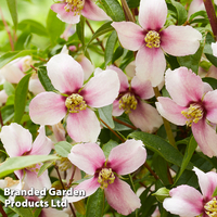 Philadelphus 