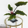 Philodendron 