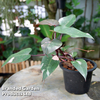 Philodendron erubescens 