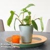 Philodendron 
