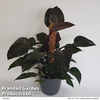 Philodendron 