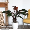 Philodendron 