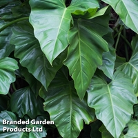 Philodendron 