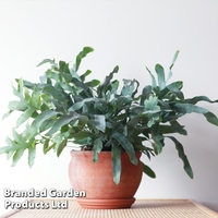 Phlebodium aureum 