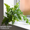 Phlebodium aureum 