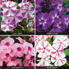 Phlox 